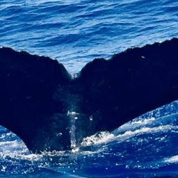 Fluke of HW-MN0441485