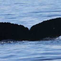 Fluke of HW-MN0441497