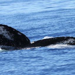 Fluke of CRC-13770