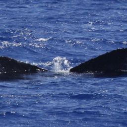 Fluke of HW-MN0441525