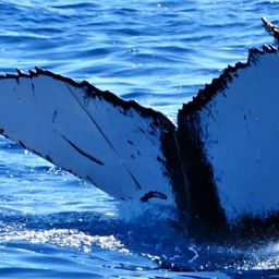Fluke of HW-MN0441577