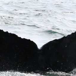 Fluke of CRC-13754