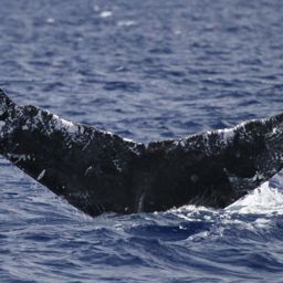 Fluke of HW-MN0441581