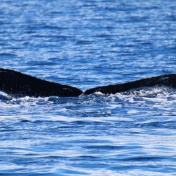 Fluke of HW-MN0441548