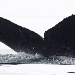 Fluke of CRC-16943