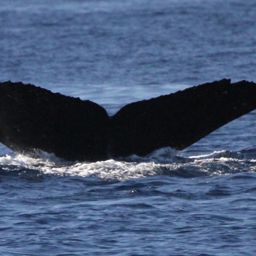 Fluke of HW-MN0441575