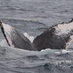 Fluke of HW-MN0441587