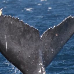 Fluke of HW-MN0441591
