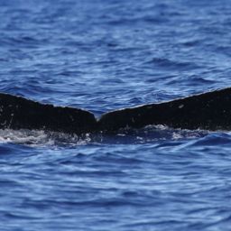 Fluke of HW-MN0441602