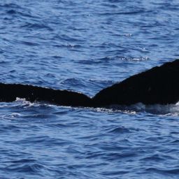 Fluke of HW-MN0441556