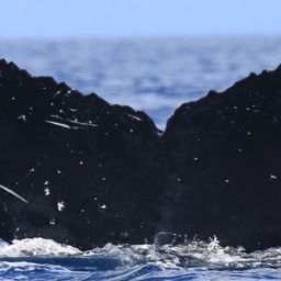 Fluke of HW-MN0441675