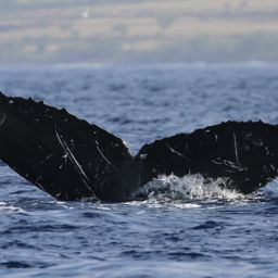 Fluke of HW-MN0441663