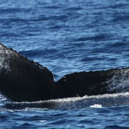 Fluke of HW-MN0441647