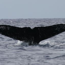 Fluke of HW-MN0441662