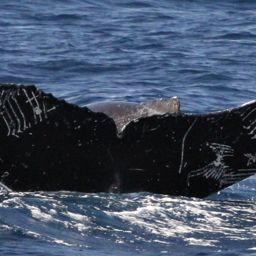 Fluke of HW-MN0441634
