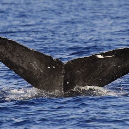 Fluke of BCX0980