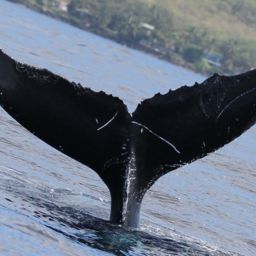 Fluke of Ebony
