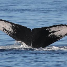 Fluke of HW-MN0441644