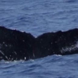 Fluke of HW-MN0441656