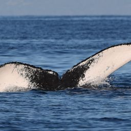 Fluke of HW-MN0441660