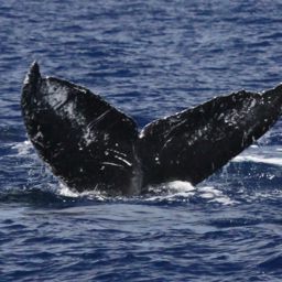 Fluke of HW-MN0441655