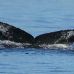 Fluke of HW-MN0441639