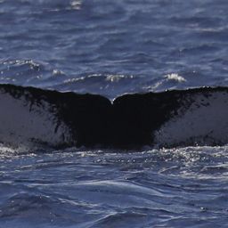 Fluke of HW-MN0441654