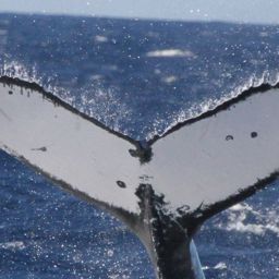 Fluke of HW-MN0441533