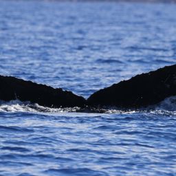 Fluke of HW-MN0441517