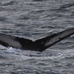 Fluke of HW-MN0441653