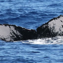 Fluke of HW-MN0441568