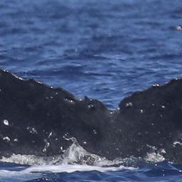 Fluke of HW-MN0441665