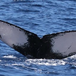 Fluke of HW-MN0441637
