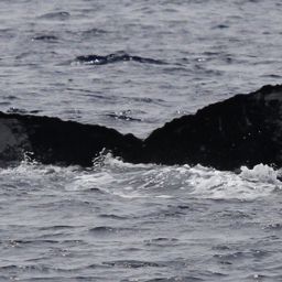 Fluke of BCY0499