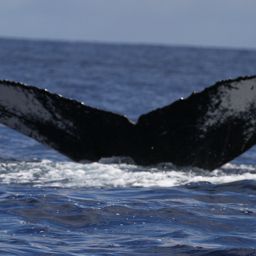 Fluke of HW-MN0441664