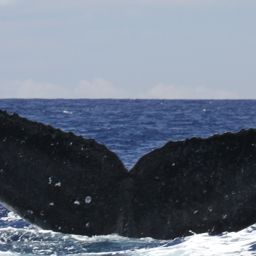 Fluke of HW-MN0441676