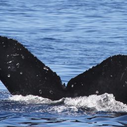 Fluke of CRC-18716