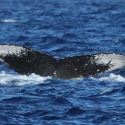 Fluke of HW-MN0441648