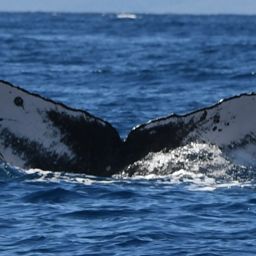 Fluke of BCZ0359
