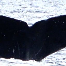 Fluke of HW-MN0441712