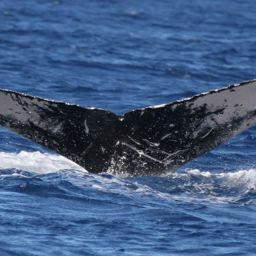 Fluke of HW-MN0441534