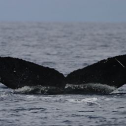 Fluke of HW-MN0441691