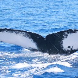 Fluke of HW-MN0441565