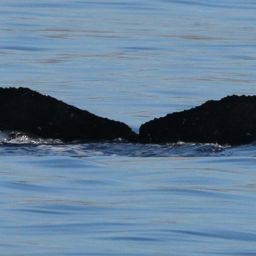 Fluke of HW-MN0441694