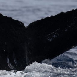 Fluke of HW-MN0441710