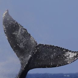 Fluke of HW-MN0441524