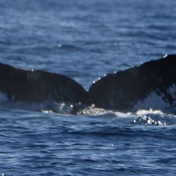 Fluke of HW-MN0441706