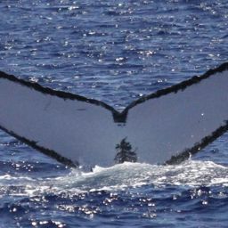 Fluke of HW-MN0441681