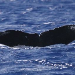Fluke of HW-MN0441684