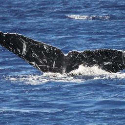 Fluke of HW-MN0441688